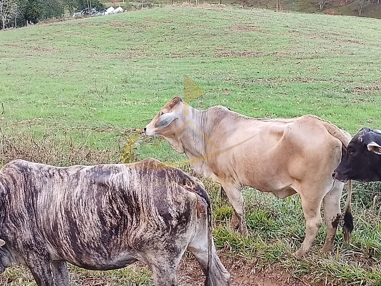Fazenda para Venda no bairro Rio Azul em Rio do Campo 43,4 hectares
