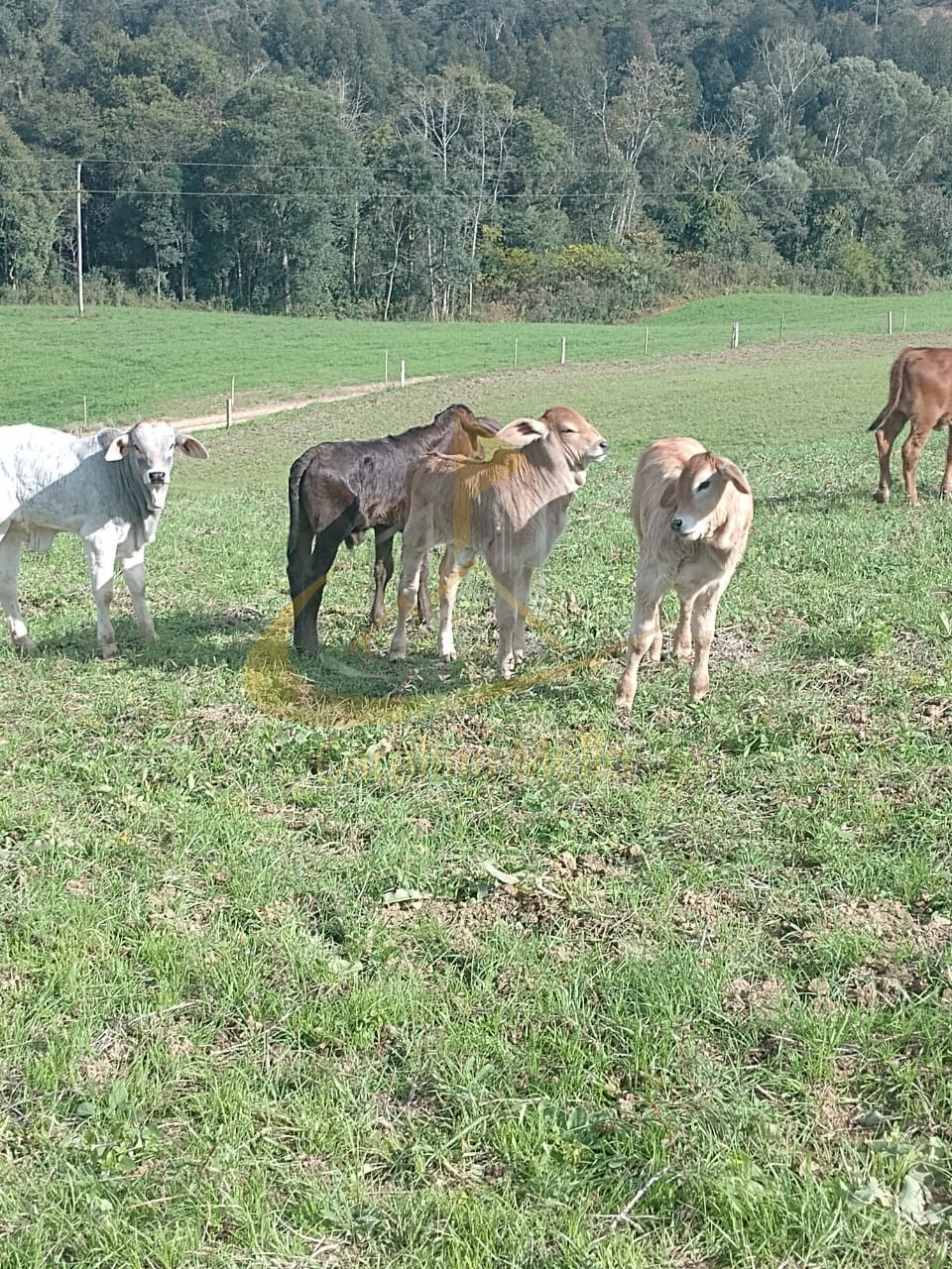 Fazenda para Venda no bairro Rio Azul em Rio do Campo 43,4 hectares