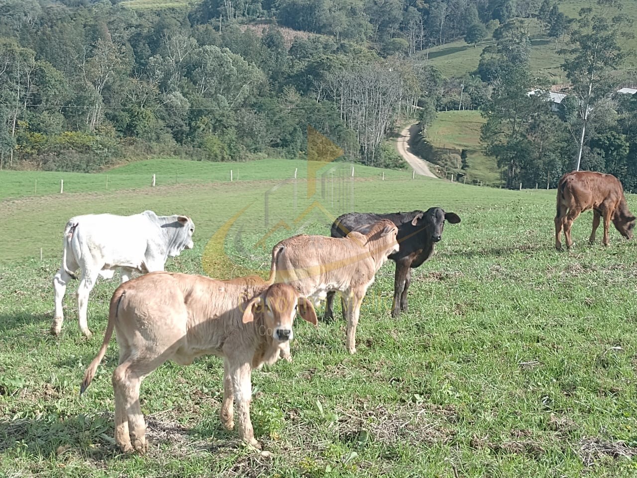 Fazenda para Venda no bairro Rio Azul em Rio do Campo 43,4 hectares